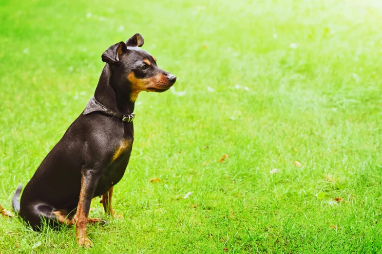 a black and brown dog sitting on top of a lush green field, breed russian brown toy terrier, youtube thumbnail, square, pet animal