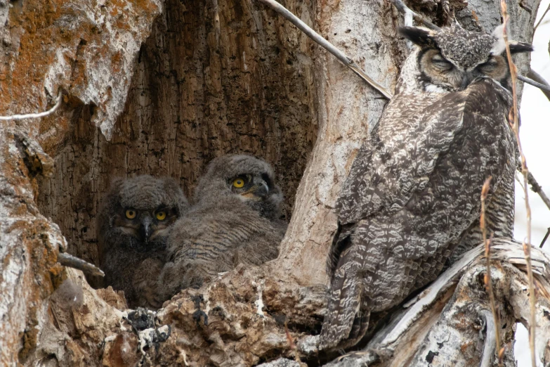 a couple of owls that are sitting in a tree, a portrait, by Linda Sutton, pexels contest winner, wyoming, with chicks, thumbnail, hiding