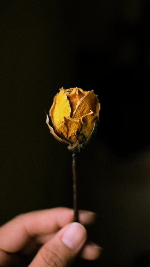 a person holding a dried flower in their hand, an album cover, inspired by Elsa Bleda, trending on unsplash, yellow rose, high quality photo, made of silk paper, museum quality photo