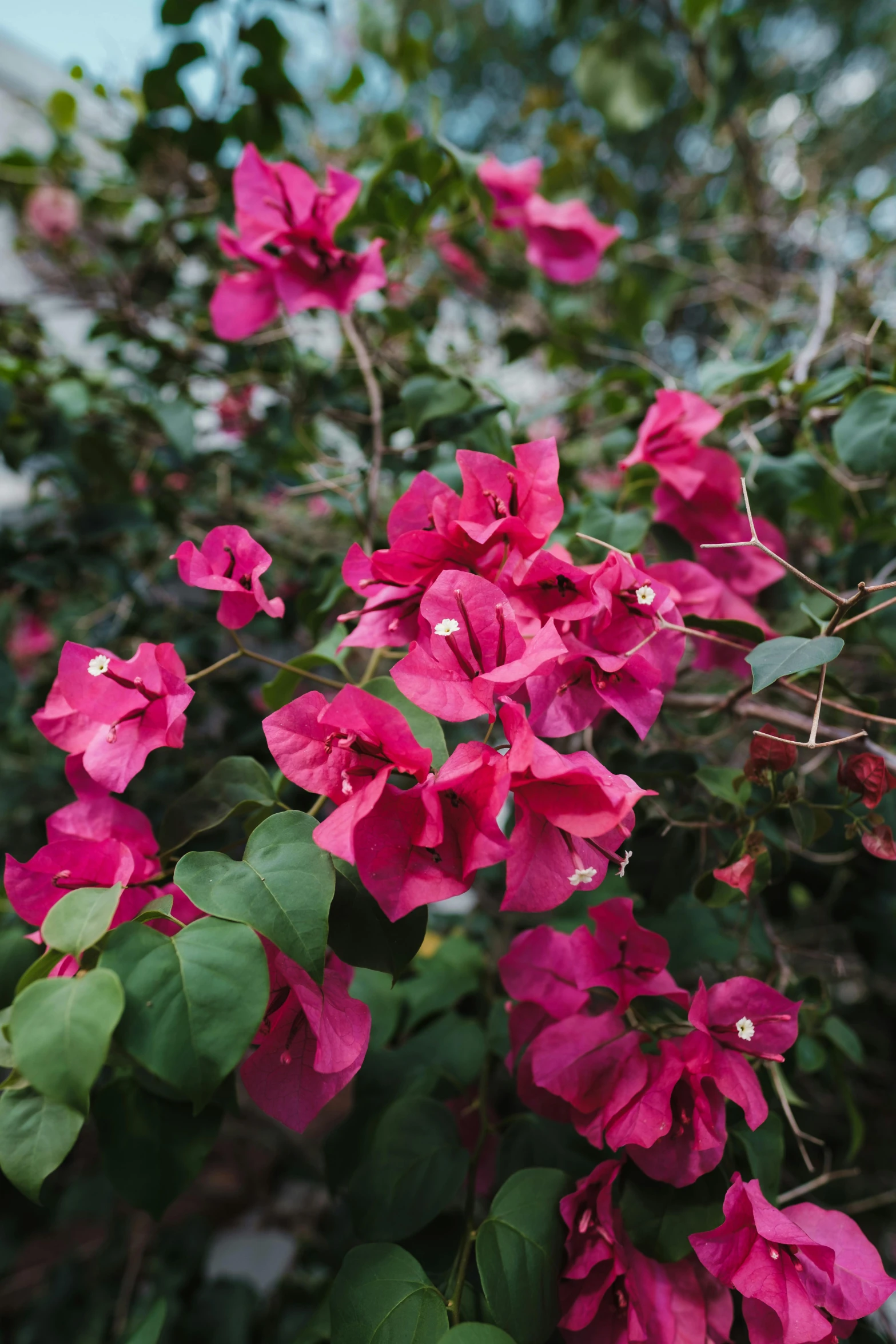 a bush of pink flowers in front of a building, tropical foliage, vibrant but dreary red, february)