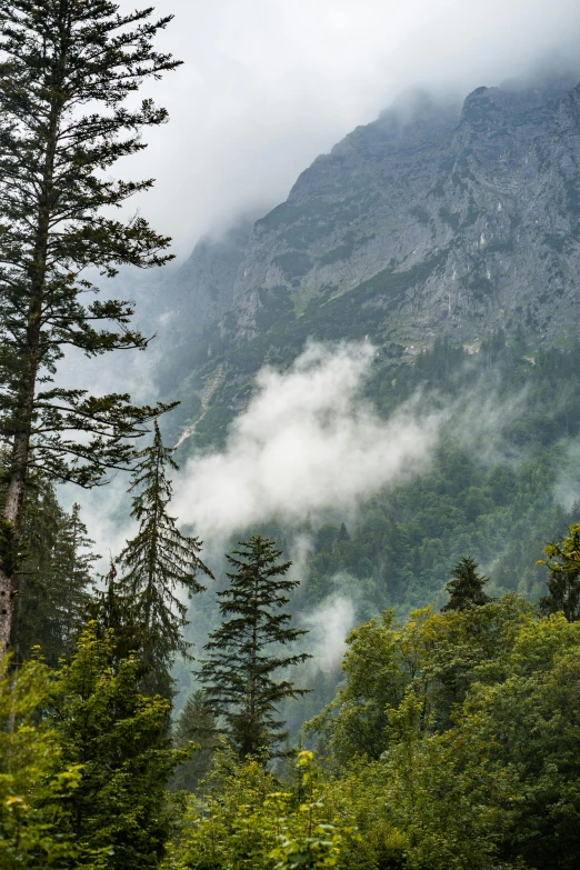 a train traveling through a lush green forest, a picture, pexels contest winner, romanticism, high clouds, chamonix, inside a gorge, grey