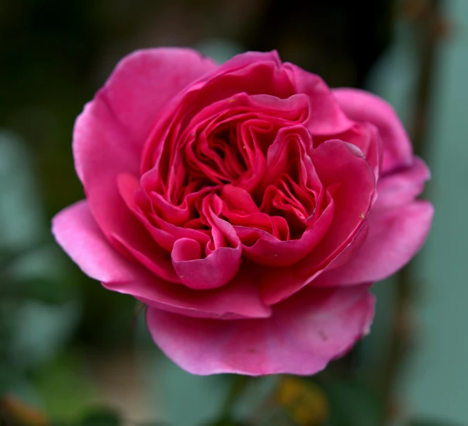 a close up of a pink rose on a plant, inspired by Jane Nasmyth, pexels contest winner, rich deep pink, today\'s featured photograph 4k, highly polished, grey