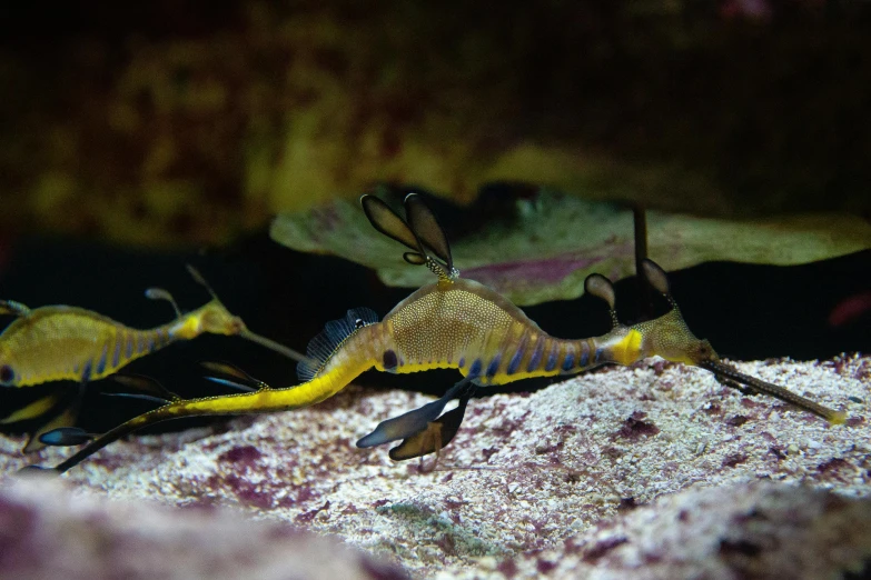 a group of seahorses sitting on top of a rock, leafy sea dragon, indoor picture, thin antennae, weta