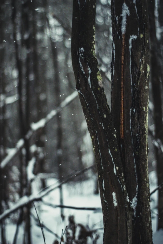 a fire hydrant in the middle of a snowy forest, inspired by Elsa Bleda, unsplash contest winner, many thick dark knotted branches, zoomed in shots, 4 k cinematic photo, ((trees))
