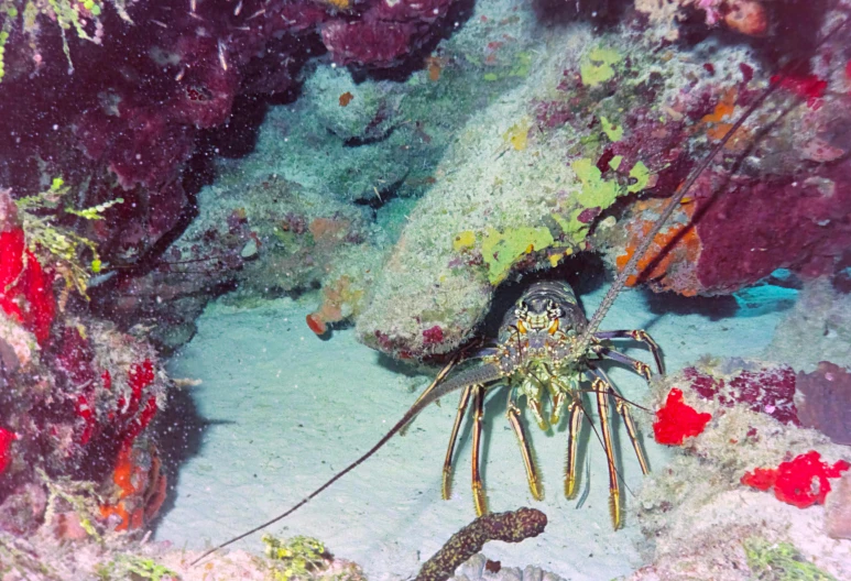 a close up of a lobster on a coral reef, by Gwen Barnard, pexels, detailed color scan”, he is a long boi ”, sprawling, lou