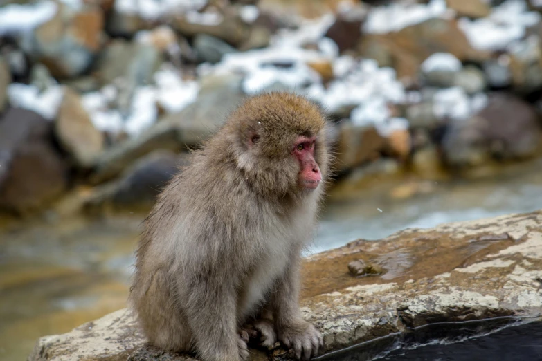 a monkey sitting on top of a rock next to a body of water, a picture, snow monkeys at the mountain spa, unsplash photo contest winner, 🦩🪐🐞👩🏻🦳, concerned expression