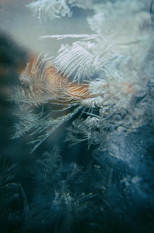 a close up of a frost covered window, a macro photograph, pexels contest winner, lyrical abstraction, iceland, ilustration, feathers ) wet, soft light - n 9