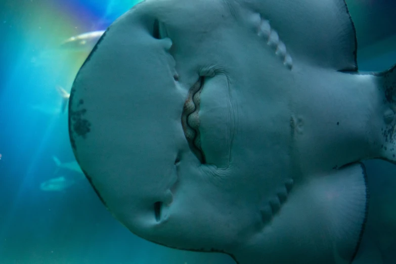 a close up of a fish with a rainbow in the background, a macro photograph, pexels contest winner, hurufiyya, mech shaped like a manatee, pale blue skin, shark - human face, belly button showing