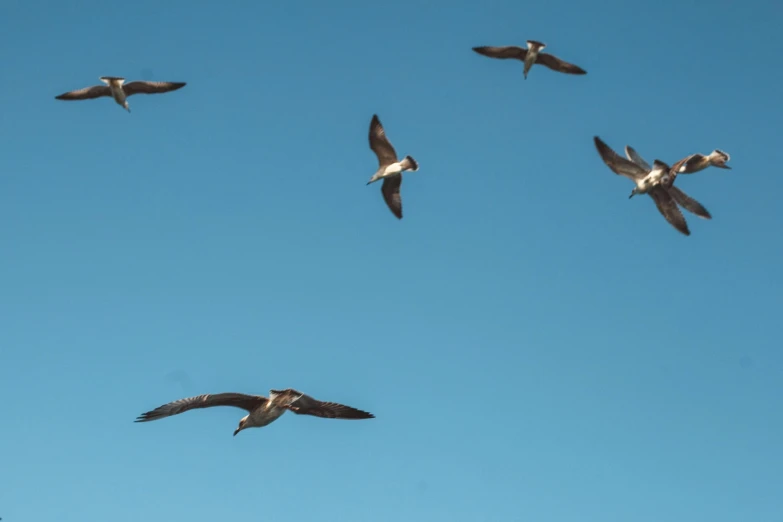 a flock of birds flying through a blue sky, pexels contest winner, figuration libre, hunting, view from bottom to top, portlet photo, f/5.6