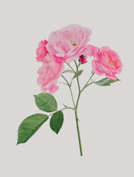 a pink flower with green leaves on a white background, an album cover, by Annie Rose Laing, trending on unsplash, romanticism, hyperdetailed photorealism, on grey background, llustration, roses