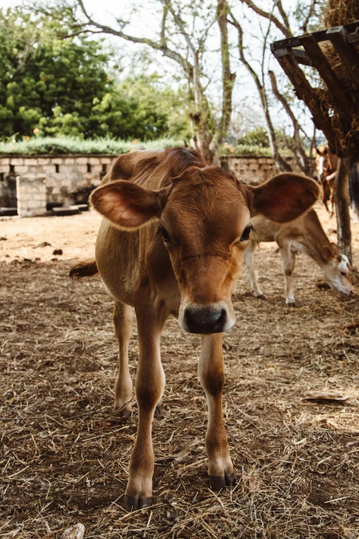 a brown cow standing on top of a dry grass covered field, in a village, the second… like a calf, milk, all looking at camera