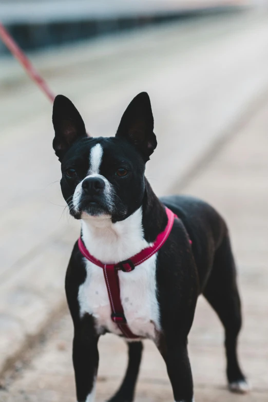 a small black and white dog on a leash, pointy ears, pink iconic character, no cropping, boston