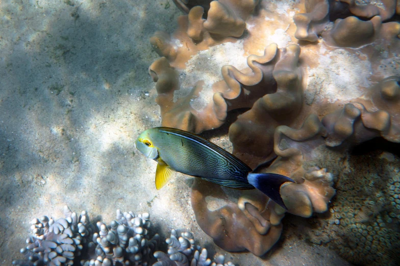 a fish that is swimming in some water, corals, blue and yellow, maui, birdseye view