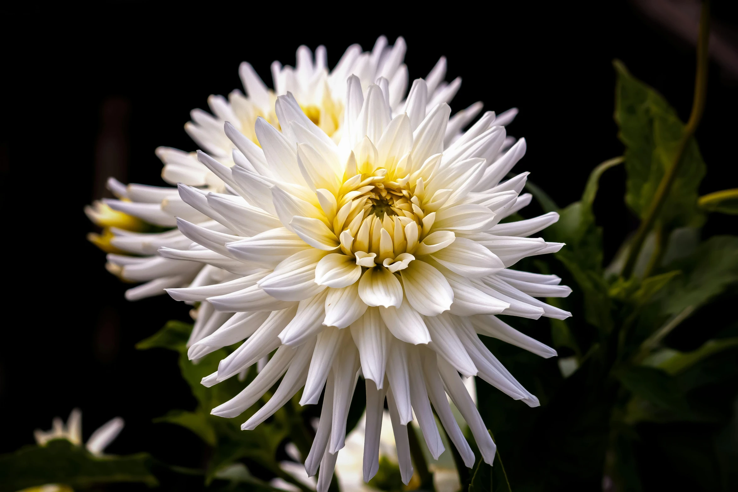 a close up of a white flower with green leaves, by Carey Morris, unsplash, baroque, chrysanthemum eos-1d, albino dwarf, shot with sony alpha, portrait mode photo