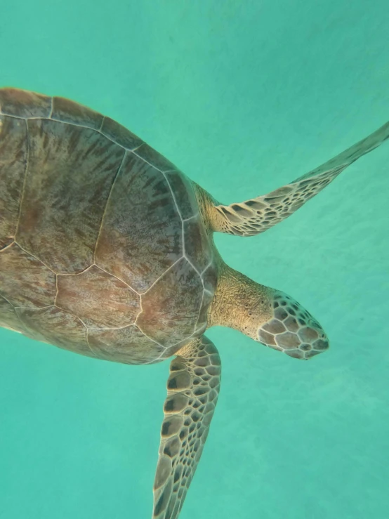 a turtle swimming in the clear blue water, by Carey Morris, slide show, close up shot, profile image, looking down on the camera