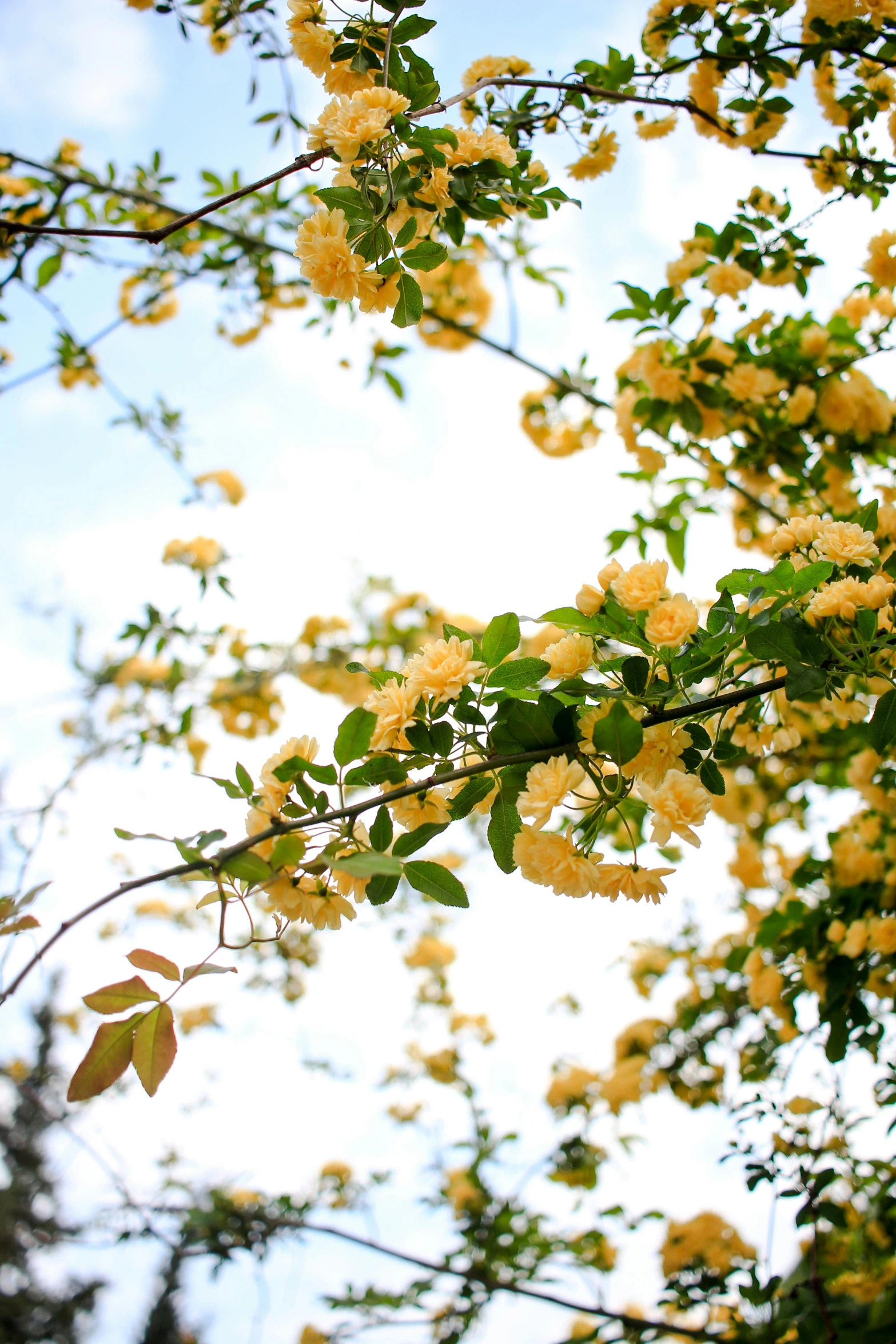a bunch of yellow flowers on a tree, by Gwen Barnard, unsplash, sky, with soft bushes, canopy, sprawling