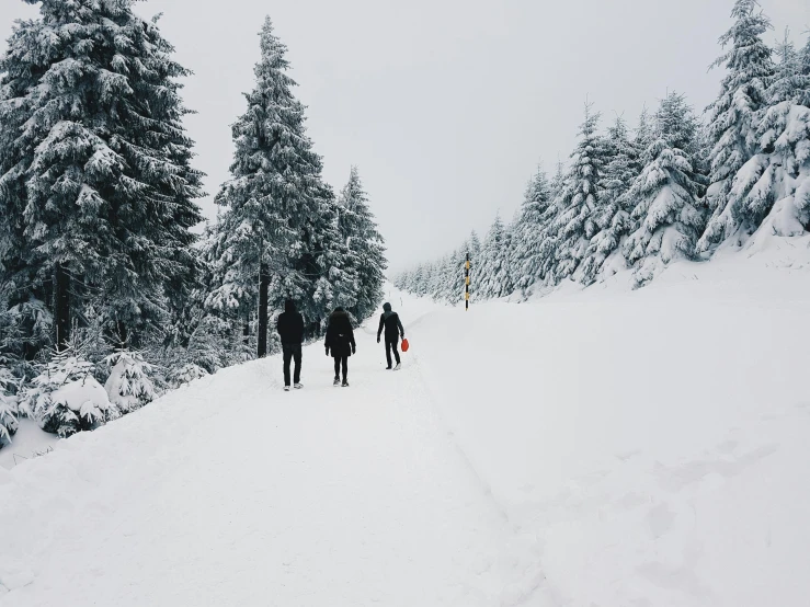 a group of people riding skis down a snow covered slope, a photo, by Lucia Peka, pexels contest winner, walking through the trees, thumbnail, (3 are winter, slightly minimal