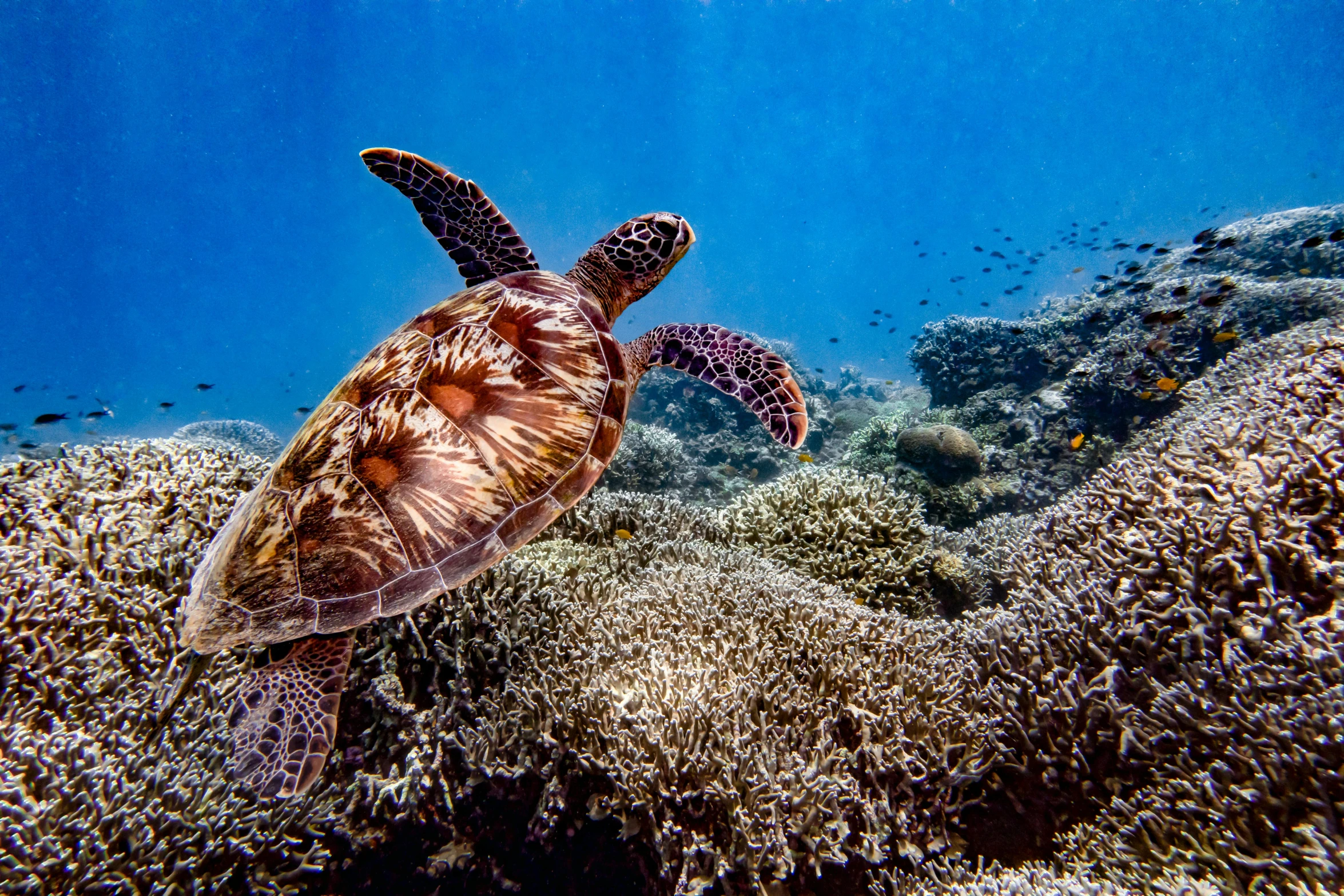 a turtle that is swimming in the water, by Mia Brownell, pexels contest winner, sumatraism, covered in coral, great barrier reef, detailed color scan”, 🦩🪐🐞👩🏻🦳