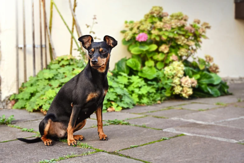 a small black and brown dog sitting on a patio, by Julia Pishtar, pexels contest winner, photorealism, breed russian brown toy terrier, elegant and extremely ornamental, gardening, enigmatic!!