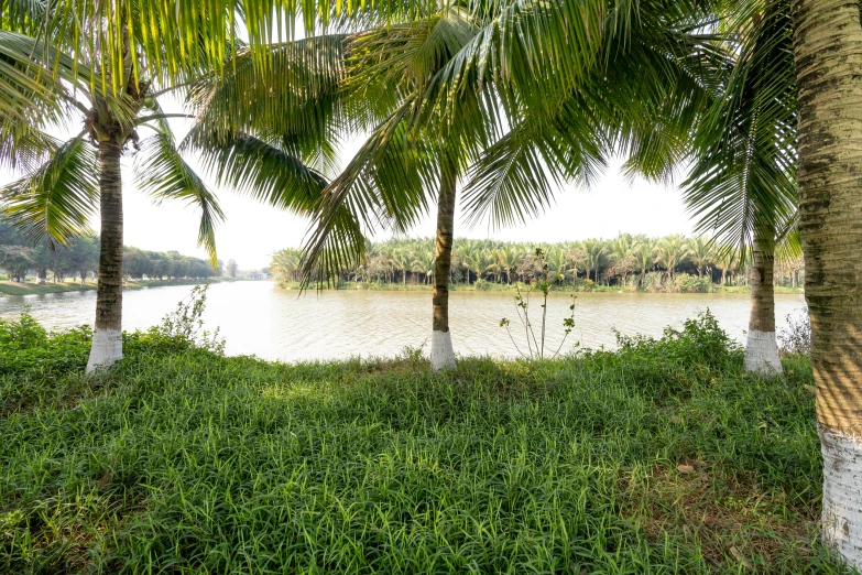 a body of water surrounded by palm trees, hurufiyya, close river bank, portrait image