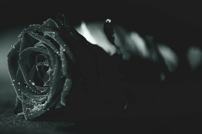 a black and white photo of a single rose, a black and white photo, by Adam Marczyński, pexels contest winner, rotting, night time, laying on roses, low detailed