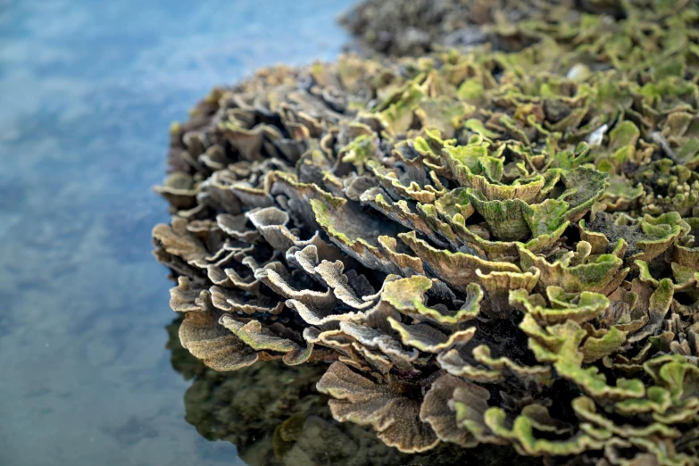 a close up of a fungus growing on a rock, a digital rendering, by Carey Morris, unsplash, delicate coral sea bottom, lettuce, shot on sony a 7, ilustration