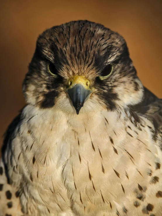 a close up of a bird of prey, a portrait, pexels contest winner, annoyed expression, no cropping, pointed chin, merlin