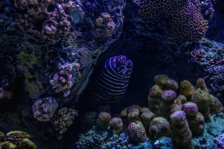 a fish that is swimming in some water, corals, purple tubes, low lighting, shot with sony alpha 1 camera