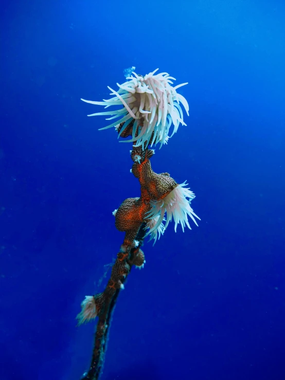 a fish that is on a stick in the water, fungal polyps, sitting on a curly branch, deep blue oceans, slide show