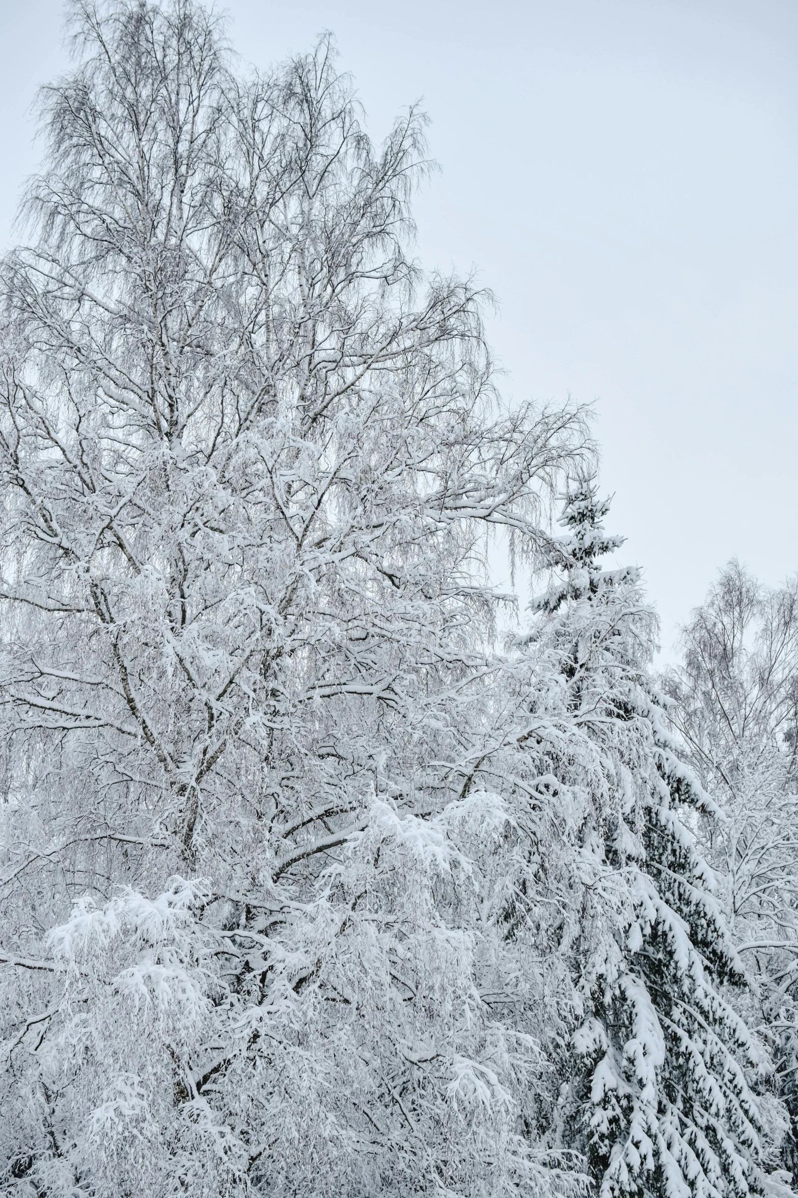 a group of trees that are covered in snow, inspired by Eero Järnefelt, pexels contest winner, covered in white flour, viewed from a distance, today\'s featured photograph 4k, low detail