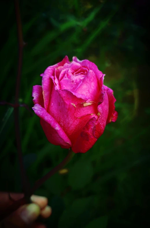 a person holding a pink rose in their hand, an album cover, inspired by Allan Ramsay, unsplash, summer morning dew, ((pink)), night time, red