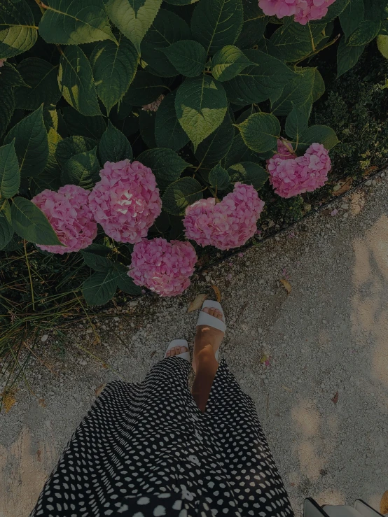 a person standing next to a bunch of pink flowers, feet on the ground, background image, multiple stories, outfit photo