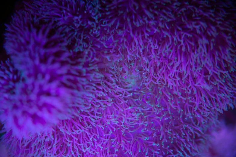 a close up of a purple sea anemone, a microscopic photo, by Stefan Lochner, synchromism, fluorescent skin, moss, carson ellis, exploration