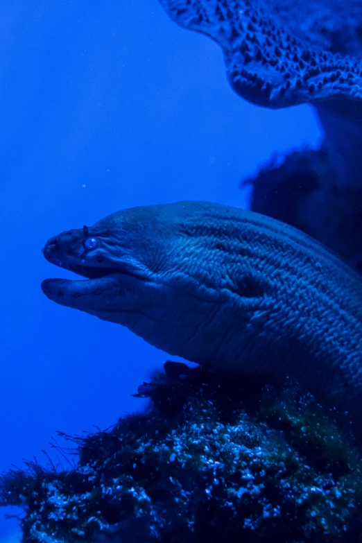 a fish that is swimming in some water, gulper eel, bioluminescent skin!, strong jawline, mmmmm