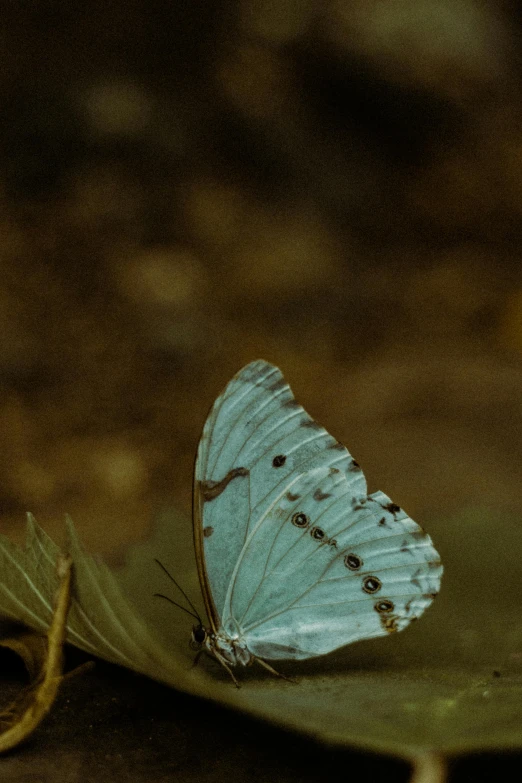 a close up of a butterfly on a leaf, inspired by Elsa Bleda, renaissance, alessio albi, without duplicate image, light-blue, small