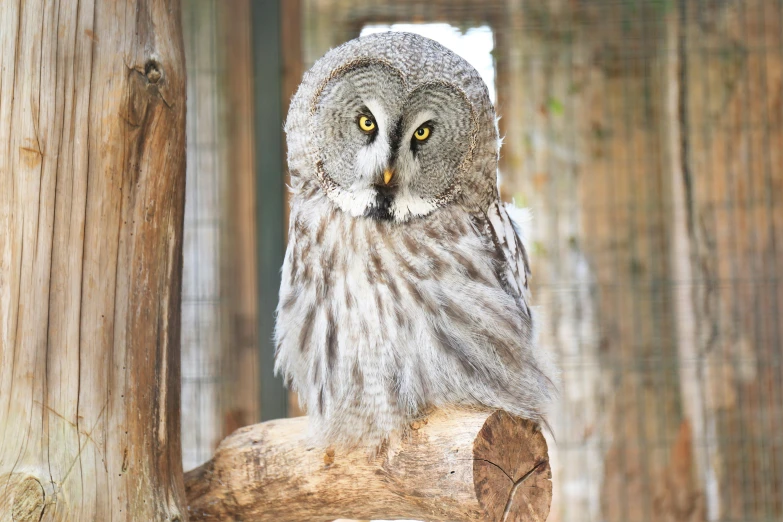 a large owl sitting on top of a tree branch, a portrait, pexels contest winner, hurufiyya, grey, wooden, 🦩🪐🐞👩🏻🦳, various posed