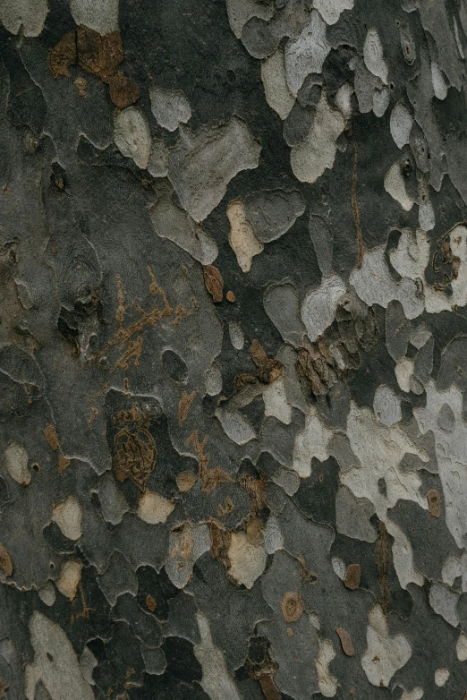a close up of the bark of a tree, an album cover, by Carlo Carrà, unsplash, australian tonalism, tessellated planes of rock, worn paint, grey, spores