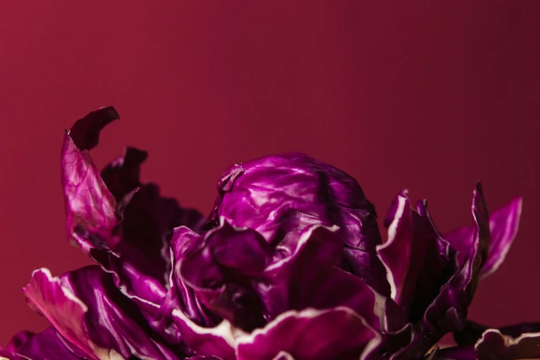 a close up of a purple flower in a vase, inspired by Hyacinthe Rigaud, pexels contest winner, lettuce, red colour palette, peony, seen from the side