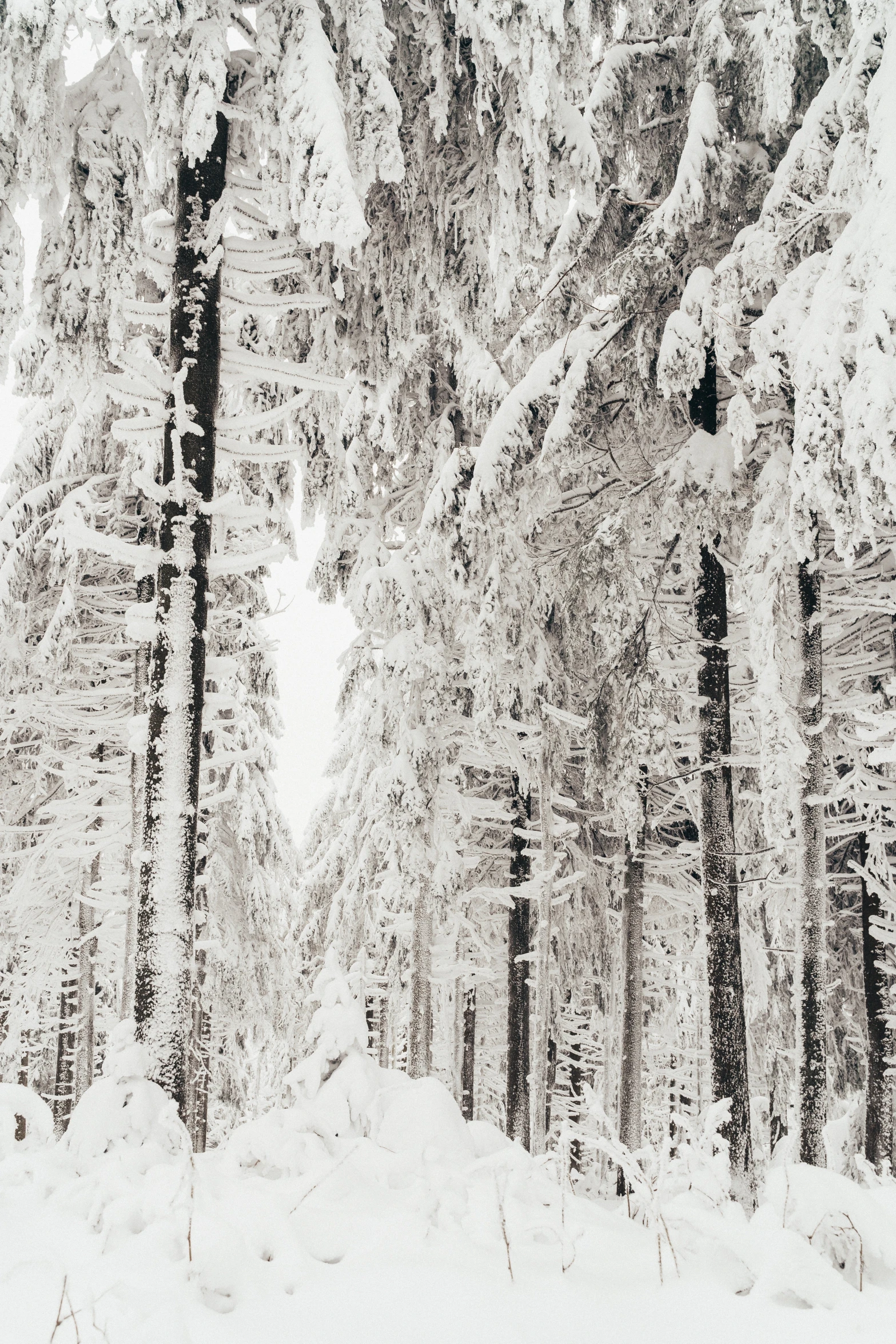 a man riding a snowboard down a snow covered slope, a black and white photo, inspired by Hans Hinterreiter, pexels contest winner, baroque, forest. white trees, color”, ((trees)), low detail