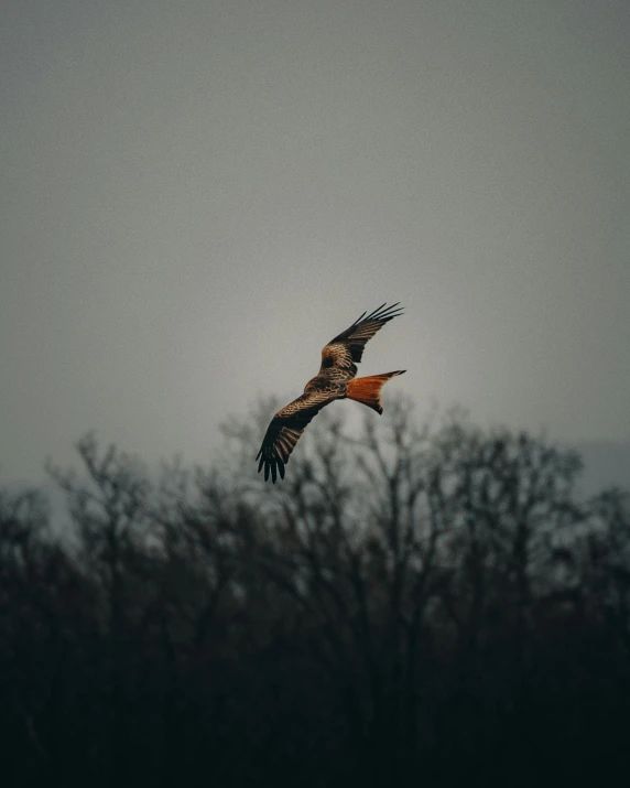 a bird that is flying in the sky, under a gray foggy sky, red - eyed, brown tail, 38mm photograhpy