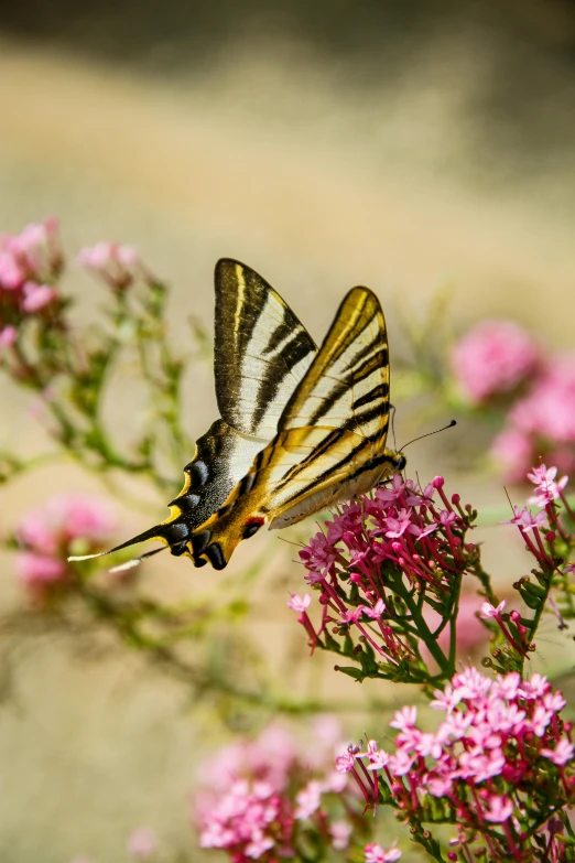 a butterfly that is sitting on some flowers, in the desert, pink tigers, marbella landscape, lpoty