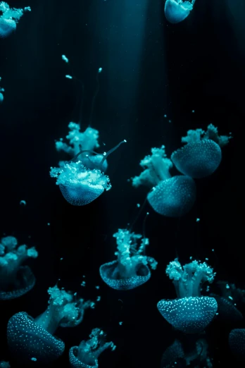 a group of jellyfishs floating in the water, by Adam Marczyński, unsplash, deep blue lighting, slide show, lightweight, ilustration