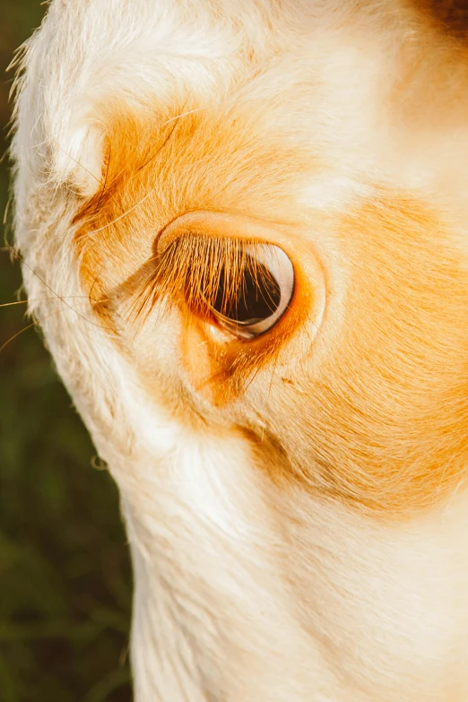 a close up of a cow's eye with grass in the background, a macro photograph, by Jan Tengnagel, renaissance, intense albino, birds - eye view, 4k image, shot with sony alpha