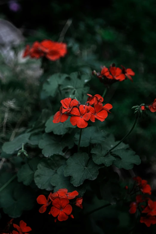 a bunch of red flowers sitting on top of a lush green field, inspired by Elsa Bleda, unsplash contest winner, renaissance, with a black dark background, verbena, today\'s featured photograph 4k, dark green leaves