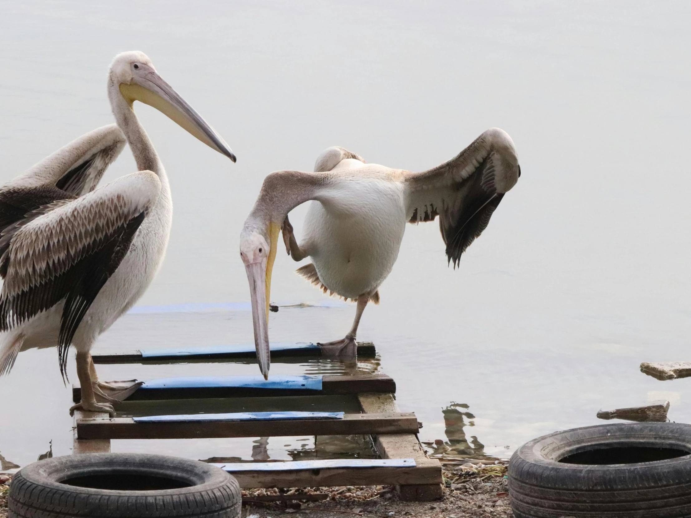 two pelicans standing on a dock next to a body of water, pexels contest winner, hurufiyya, on a landing pad, grey, awkward, arms out