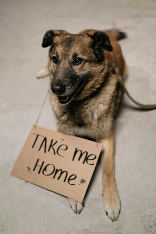 a dog with a sign that says take me home, paul barson, media photo, alessio albi, y2k”