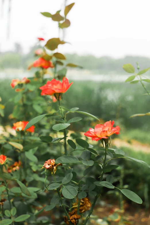 a close up of a bunch of flowers in a field, hangzhou, crown of roses, near a lake, vibrant but dreary orange