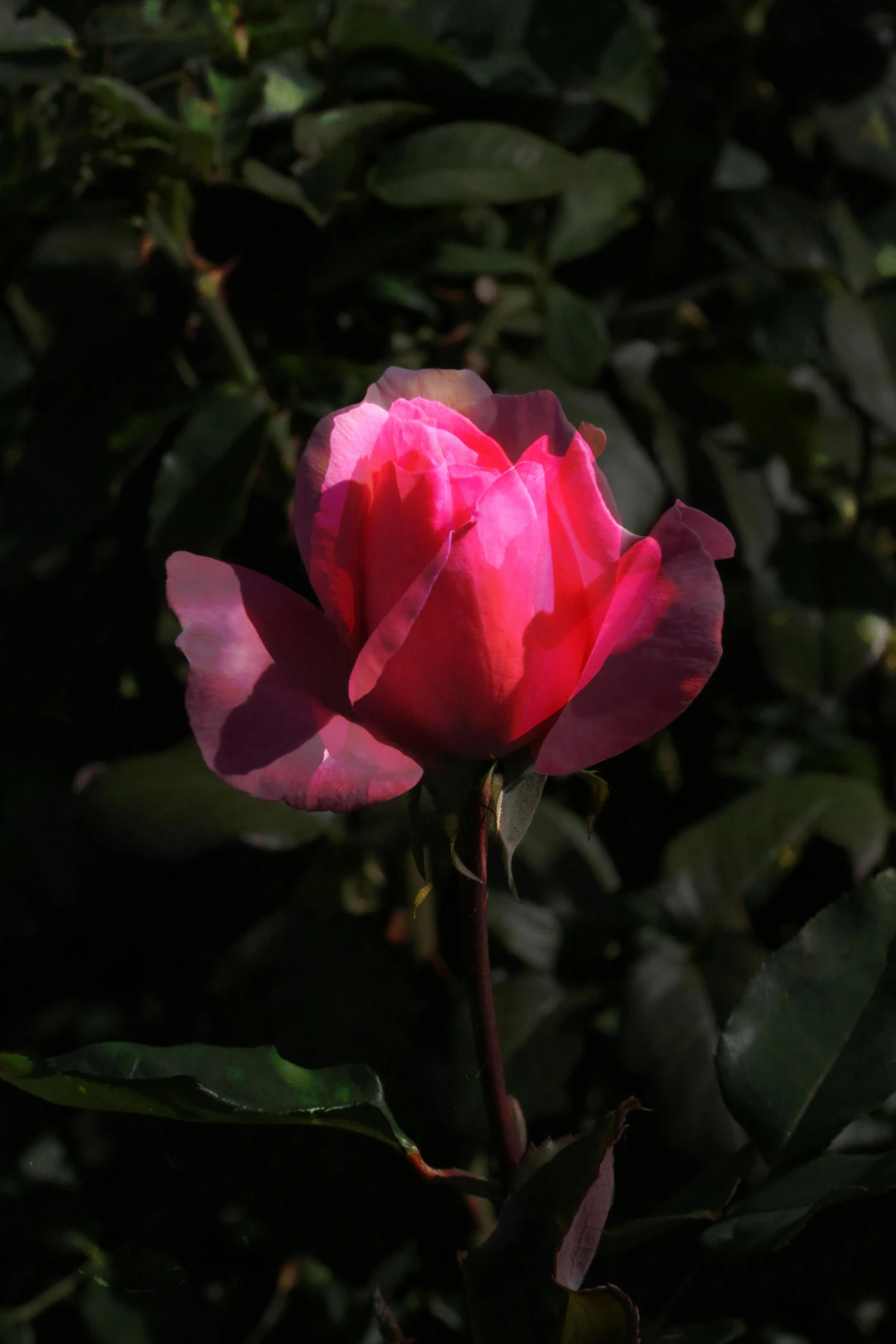 a single pink rose blooming in a garden, an album cover, unsplash, backlighted, unedited, high quality photo, j.dickenson