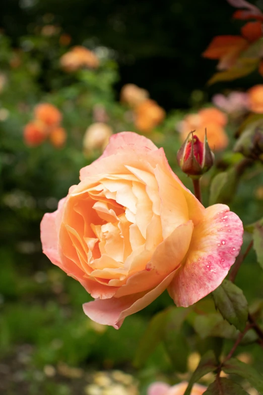 a close up of a flower in a garden, inspired by Edwin Deakin, crown of peach roses, amber, lightweight