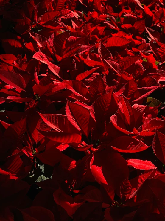 a bunch of red poinsettias in a garden, by Carey Morris, high resolution print :1 red, award winning cinematic, back - lit, ap
